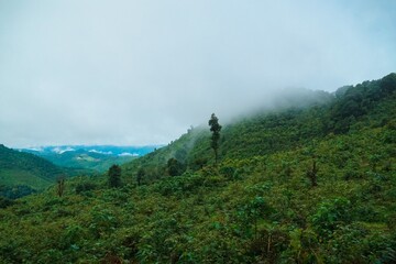A lush green forest with a foggy sky in the background