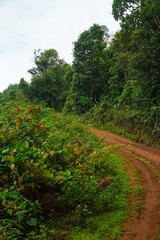 A dirt road in a forest with trees on both sides