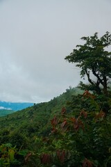 A mountain range with a cloudy sky and a tree in the foreground