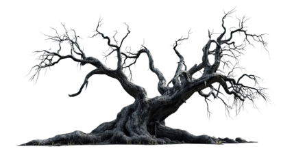 Old tree transparent background
