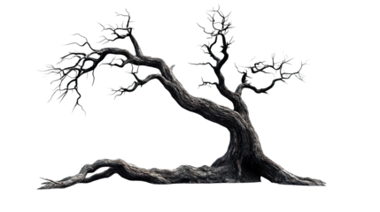 Old tree transparent background