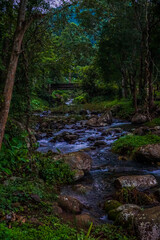 A stream of water flows through a forest with a bridge in the middle