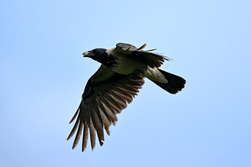 fliegende Nebelkrähe // flying  Hooded crow (Corvus cornix / Corvus corone cornix) - Bulgaria