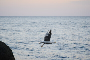 A seagull flies over the sea
