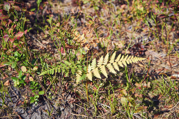 paproć © Marcin Łazarczyk