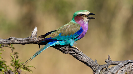 Obraz premium Lilac-breasted Roller (Gewone troupant) (Coracius caudatus) taking off and flying near Satara in the Kruger National Park, Limpopo, South Africa 