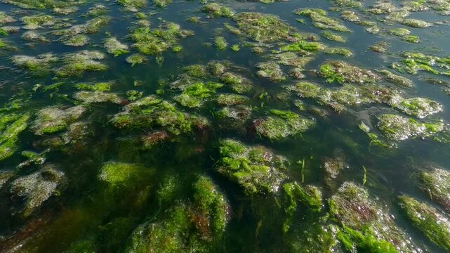 Floating islands of colonial form of green algae plucked during a storm floating on the surface of water, Underwater view, Slow motion