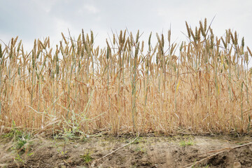 Wheat crop seen low down by the edge of a field, with some heads still green but many turning golden ready for harvest.