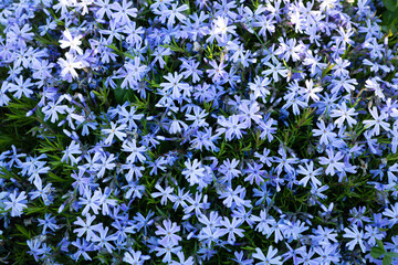 Overhead view of flowers bed nature background