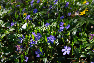Season forest background with periwinkles flowers spring nature