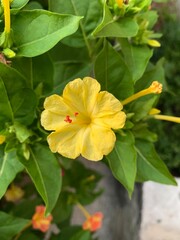 yellow mirabilis longiflora flowers