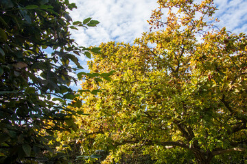 yellow leaves against blue sky, yellow-green autumn tree and blue sky in Prague, autumn in the park