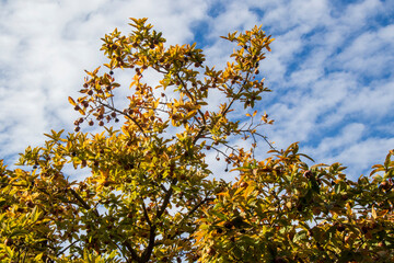 yellow leaves against blue sky, yellow-green autumn tree and blue sky in Prague, autumn in the park