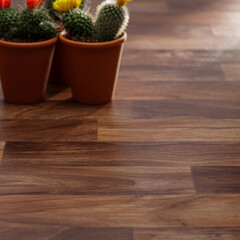 Warm Wooden Flooring with Vibrant Potted Cacti in Terracotta Pots