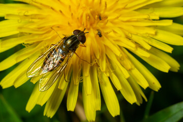 Marmalade hoverfly, Episyrphus balteatus, posed on a yellow flower