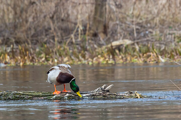Mallard duck swimming on a pond picture with reflection in water. One mallard duck quacking on a lake