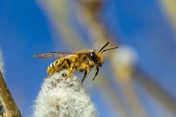 A bee on a branch of a blooming willow