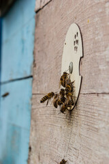Group of bees near a beehive, in flight. Wooden beehive and bees. Bees fly out and fly into the round entrance of a wooden vintage beehive in an apiary close up view