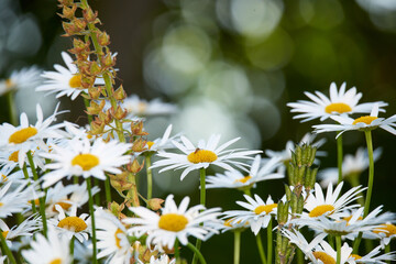 Daisy, insect or flowers growing in field outdoor environment for digestive medicine, nectar or pollen. Garden, natural chamomile or bellis perennis plants blooming outside in nature, park or spring © SteenoWac/peopleimages.com