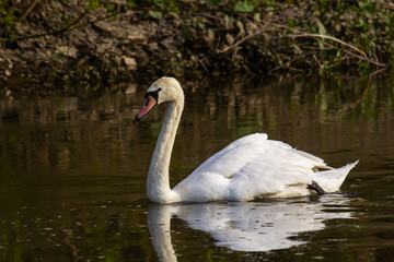 Obraz premium The mute swan Cygnus olor on the water of a small river. A beautiful white bird