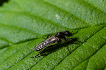 Aquilegia sawfly called also columbine sawfly Pristiphora rufipes. Common pest of currants and gooseberries in gardens and cultivated plantations