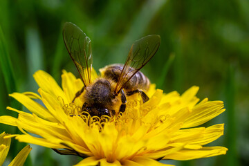 A bee collects pollen near a flower. A bee flies over a flower in a blur background