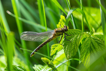Larval dragonfly grey shell. Nymphal exuvia of Gomphus vulgatissimus. White filaments hanging out...