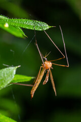 The insect, the Limonia stork fly in the family Limoniidae, has a very small body with orange coloration and long stilt legs and large black eyeballs