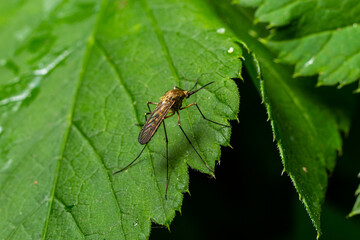 macro normal female mosquito isolated on green leaf