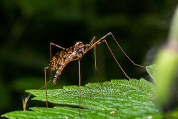 A crane fly Tipula maxima resting on a nettle leaf in early summer
