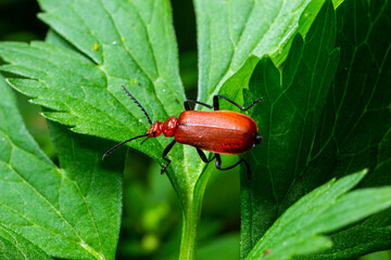 A Red-headed cardinal beetle climbing up single blade of grass