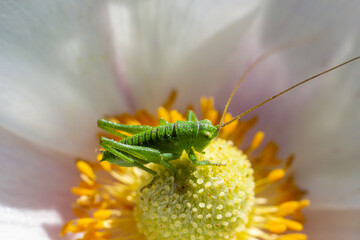 Green grasshopper Tettigonia viridissima on a flower, wildlife, macro