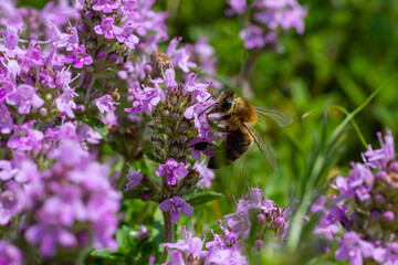 A bee collects pollen near a flower. A bee flies over a flower in a blur background
