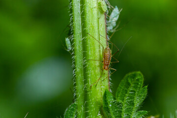 Macrosiphum rosae, the rose aphid is an aphid of the family Aphididae, Hemiptera