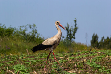 White stork, Ciconia ciconia bird is hunting on grassy swamp
