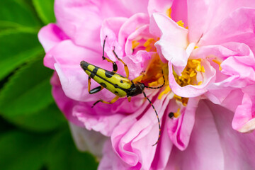 Closeup on a Spotted longhorn beetle, Leptura maculata on the pink flower, Daucus carota