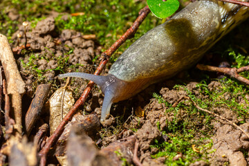 Limax maximus - leopard slug crawling on the ground among the leaves and leaves a trail