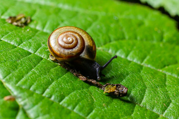 Oxychilus alliarius , commonly known as the garlic snail or garlic glass-snail