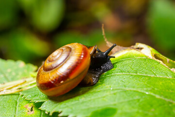 Oxychilus alliarius , commonly known as the garlic snail or garlic glass-snail