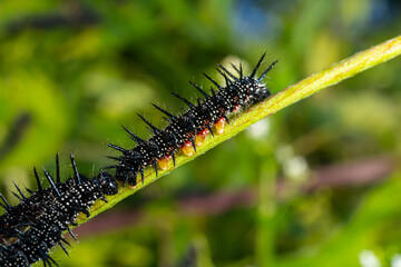 caterpillars of a European peacock butterfly on green leaves they feed on