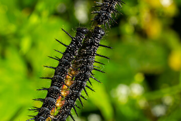 caterpillars of a European peacock butterfly on green leaves they feed on