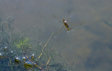 A closeup shot of Gerris lacustris or common pond skater