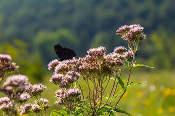 Butterfly aglais io with large spots on the wings sits on a cornflower meadow