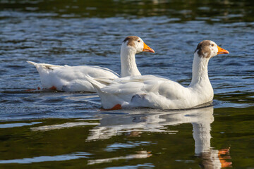 A domestic goose is a goose that humans have domesticated and kept for their meat, eggs, or down feathers. Domestic geese have been derived through selective breeding from the wild greylag goose