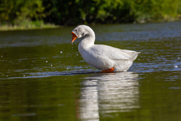 A domestic goose is a goose that humans have domesticated and kept for their meat, eggs, or down...
