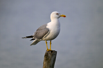Mittelmeermöwe // Yellow-legged gull (Larus michahellis)