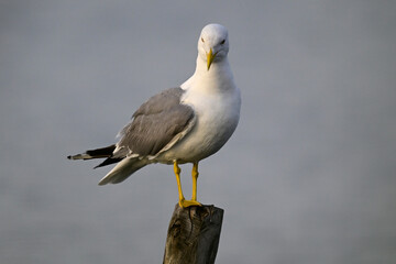 Mittelmeermöwe // Yellow-legged gull (Larus michahellis)