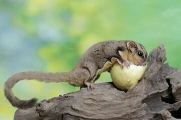 An adult sugar glider eating a ripe guava fruit that fell onto a rotten tree trunk. This mammal has the scientific name Petaurus breviceps.