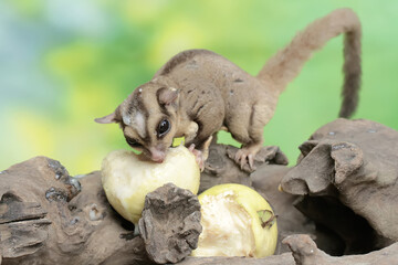 An adult sugar glider eating a ripe guava fruit that fell onto a rotten tree trunk. This mammal has the scientific name Petaurus breviceps.