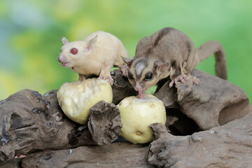 A pair of adult sugar gliders are eating ripe guava fruit that fell on a rotten tree trunk. This mammal has the scientific name Petaurus breviceps.
